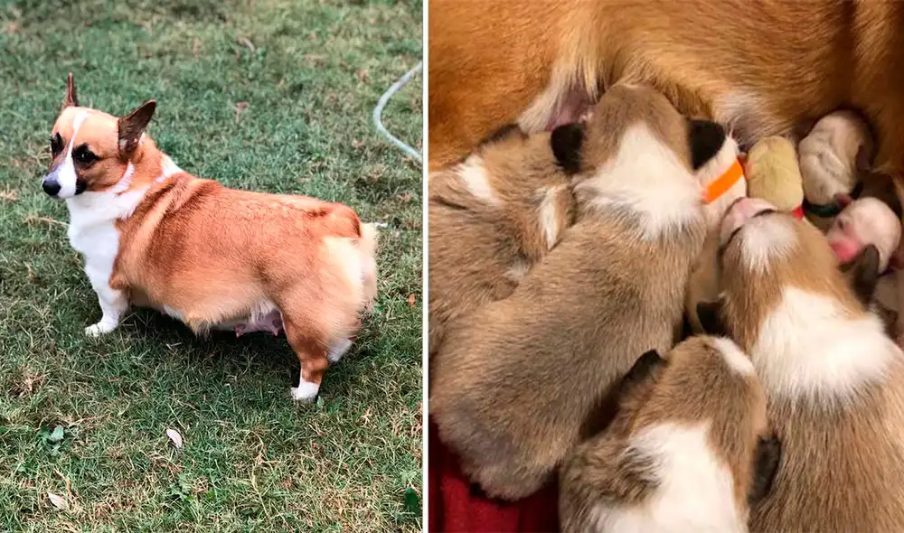 Desliza las imágenes para conocer la conmovedora historia de una perrita que cuidó a unos cachorros como si fueran suyos. Foto: Facebook