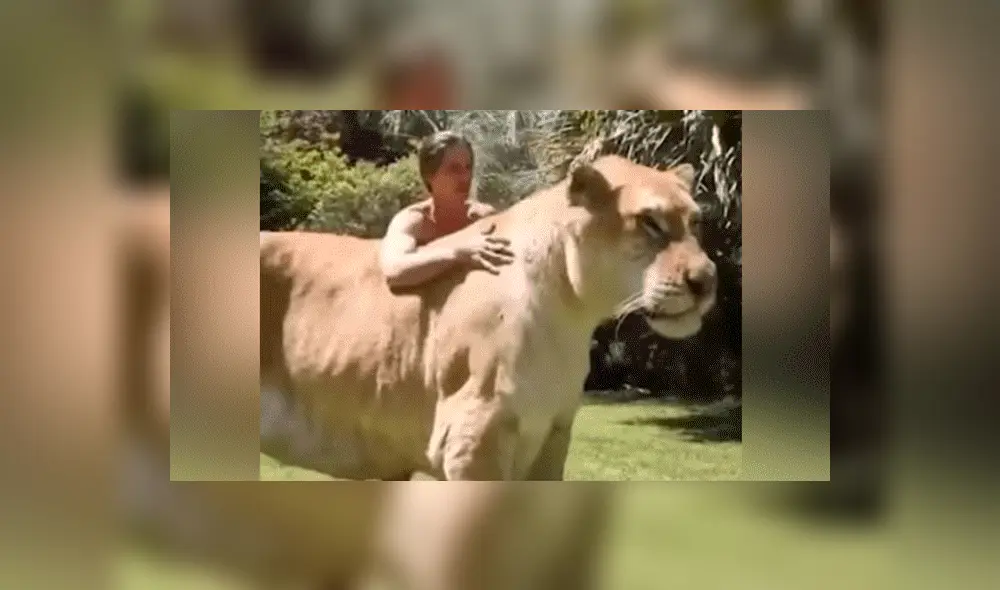 YouTube viral: Tigresa y león tienen cría considerada el felino más grande del mundo [VIDEO]