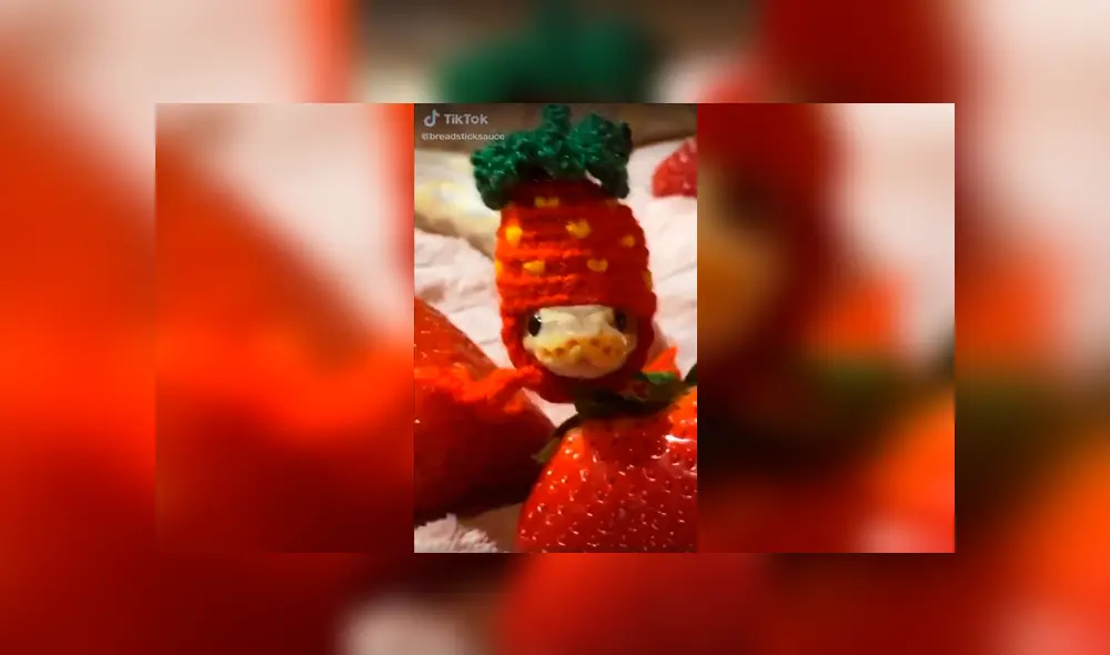 Desliza a la izquierda para conocer el tierno aspecto de esta serpiente que ha sorprendido a miles en TikTok. Foto: Captura.