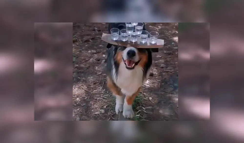 En Facebook, un joven entrenó a su perro para que pueda sostener con una tabla varias copas de agua.