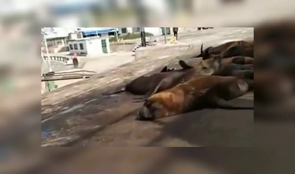 Decenas de lobos marinos coparon las calles de un puerto en plena cuarentena. Foto: Captura