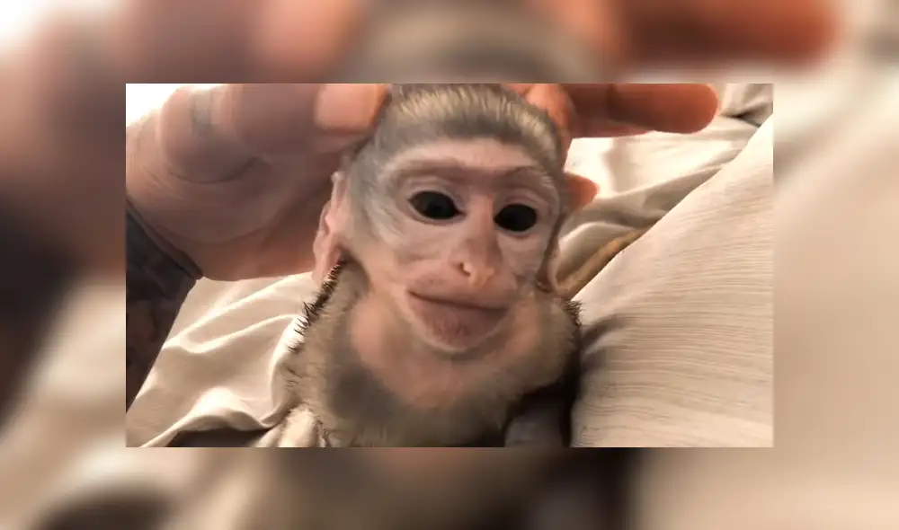 YouTube viral: Joven adopta a un mono y lo cuida como si fuera su bebé [VIDEO]