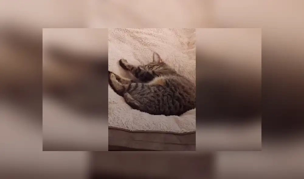 Desliza las imágenes para conocer la actitud de un enorme perro para recuperar su cama que fue robada por un gato. Desliza las imágenes para conocer la actitud de un enorme perro para recuperar su cama que fue robada por un gato.