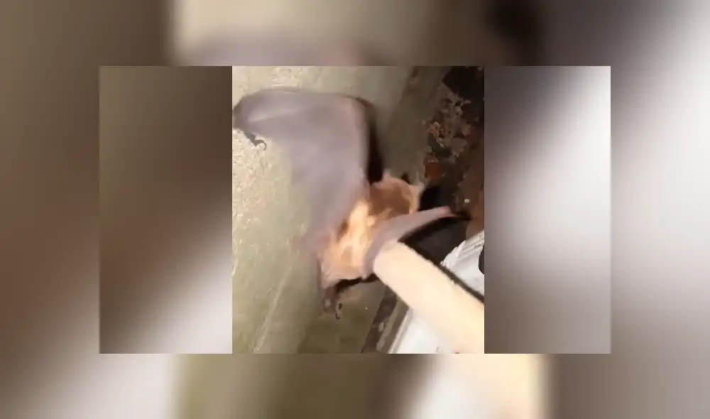 YouTube viral: escucha extraños ruidos en tubería, se asoma y descubre un extraño ‘visitante’ que genera ternura en miles YouTube viral: escucha extraños ruidos en tubería, se asoma y descubre un extraño ‘visitante’ que genera ternura en miles