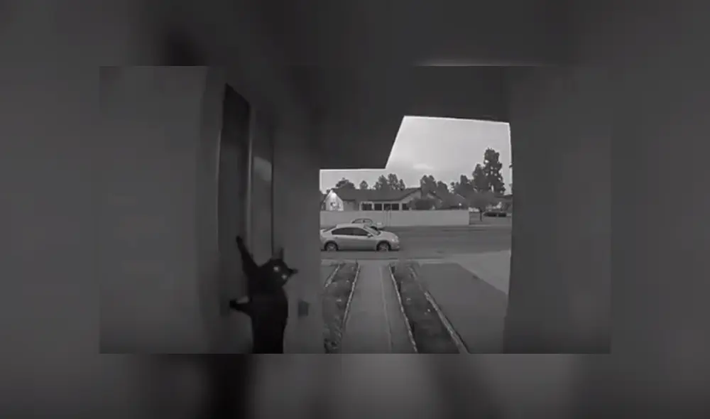 Desliza hacia la izquierda para ver la travesura que gato hizo y se volvió viral en YouTube.