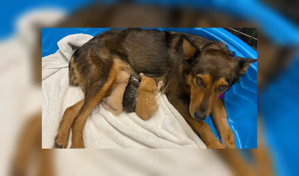 La perrita adoptó a un grupo de gatos recién nacidos que se quedaron sin madre. Foto: Sunshine Dog Rescue / Facebook