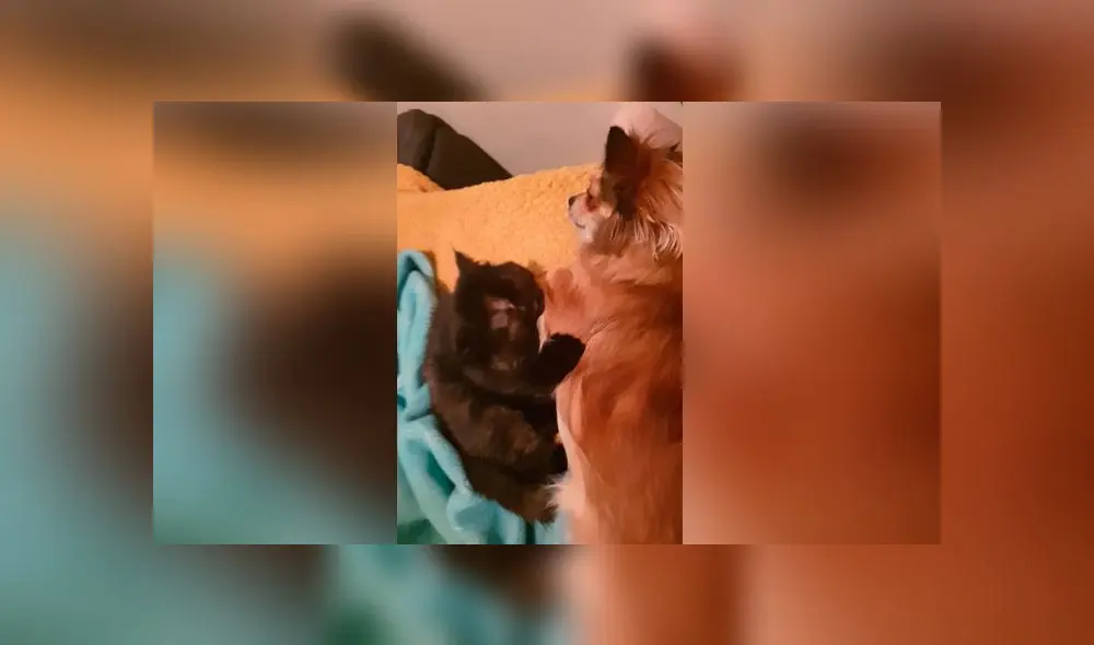Desliza las imágenes para ver la emotiva escena que protagonizó un perro bebé y un gato. Foto: ViralHog