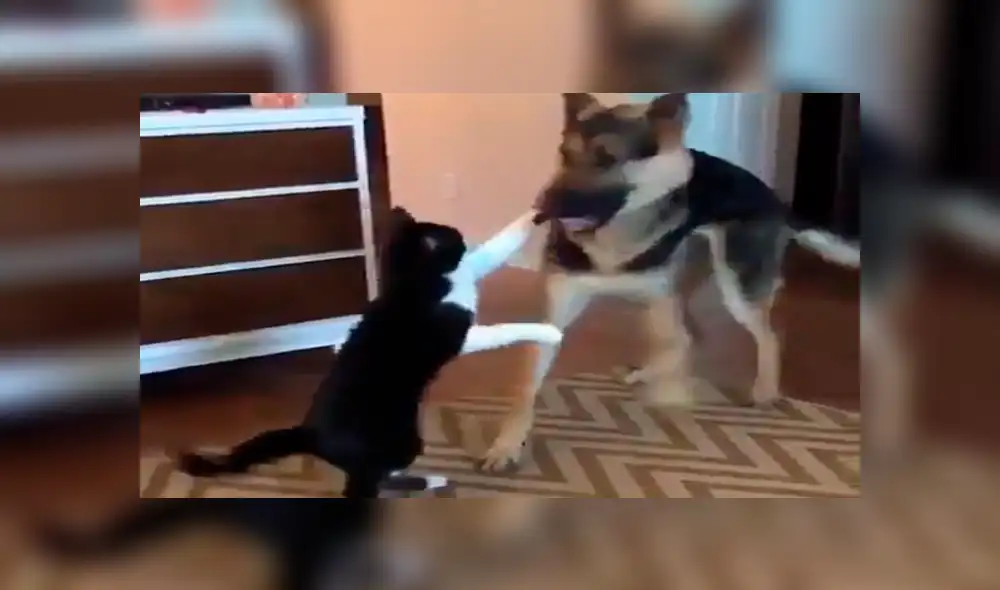 Facebook viral: gato acepta a perro adoptado por sus dueños con un tierno beso [VIDEO]