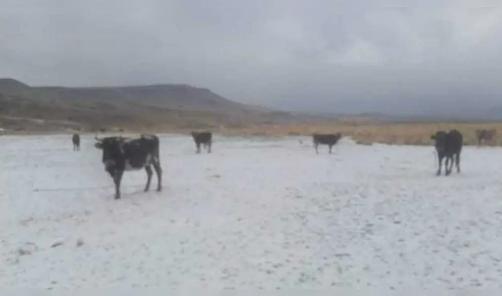Torete murió por impacto de un rayo en Puno. Foto Referencial: Onda Azul.
