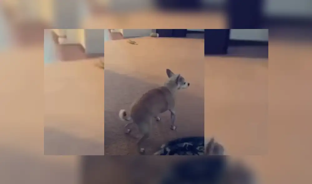 Video es viral en TikTok. El can sorprendió a sus dueños con sus graciosos pasos al ritmo de hip hop. Fotocaptura: YouTube Video es viral en TikTok. El can sorprendió a sus dueños con sus graciosos pasos al ritmo de hip hop. Fotocaptura: YouTube