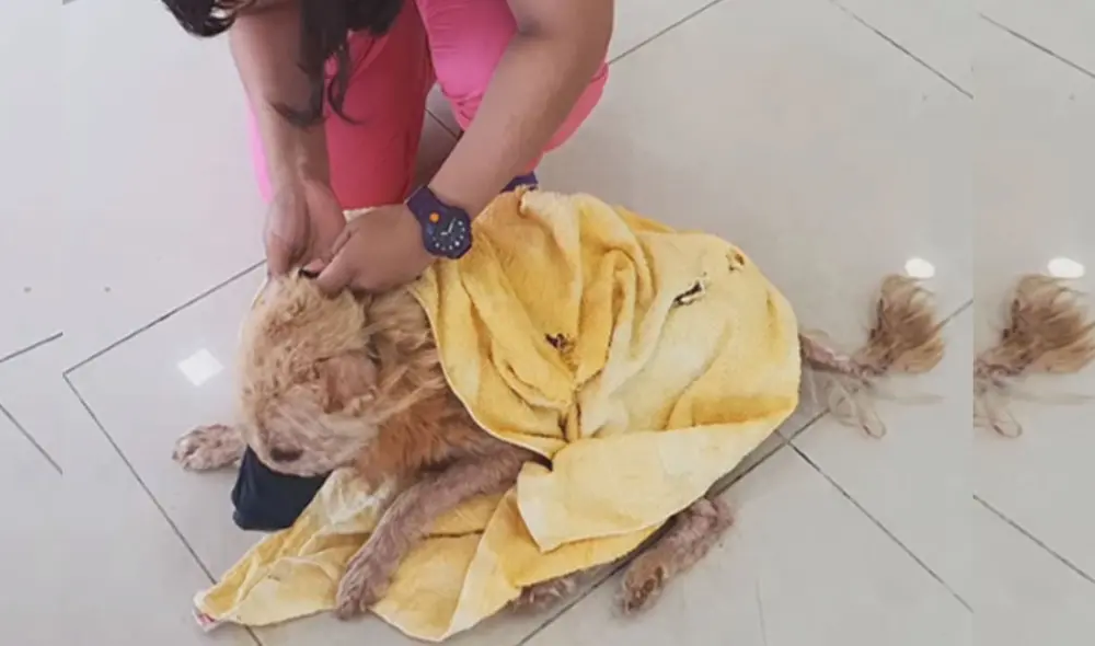 Desliza las imágenes para ver más sobre esta conmovedora historia. Foto: captura de Facebook