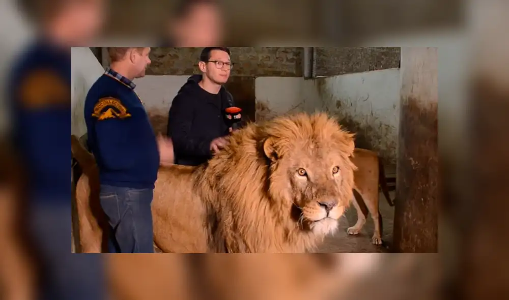 YouTube viral: leones aparecen mientras reportero entrevista a cuidador y sucede esto [VIDEO]