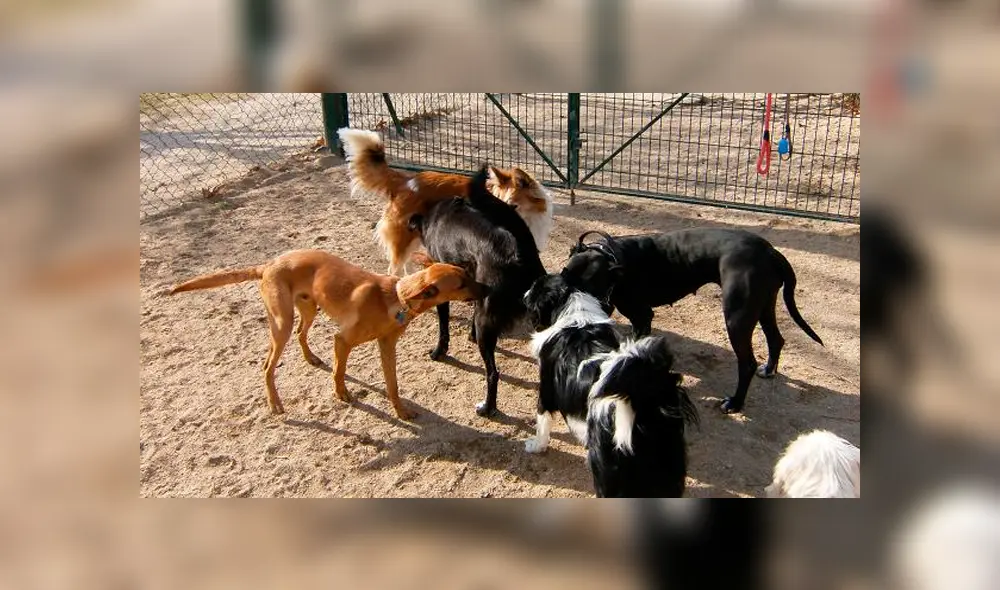 Entérate el motivo por el cual los perros suelen olfatear la cola de otros canes.