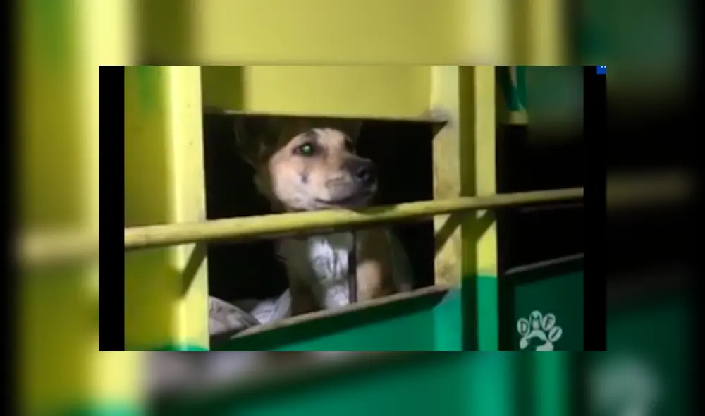 Un grupo de activistas se infiltró para poder grabar los maltratos. (Foto: Captura)