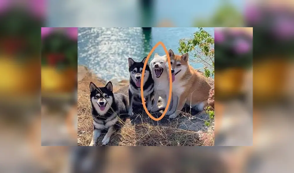 Desliza las imágenes hacia la izquierda para apreciar la travesura que hizo un perro en plena sesión de fotos.