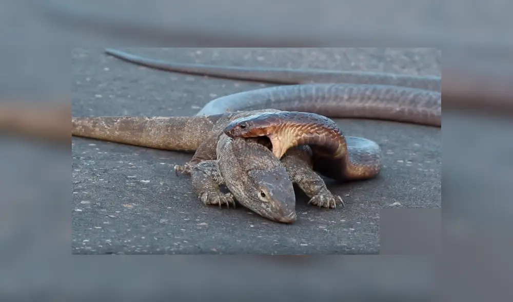 Graban a feroz cobra intentando matar a dragón de komodo de la forma más terrorífica [VIDEO]
