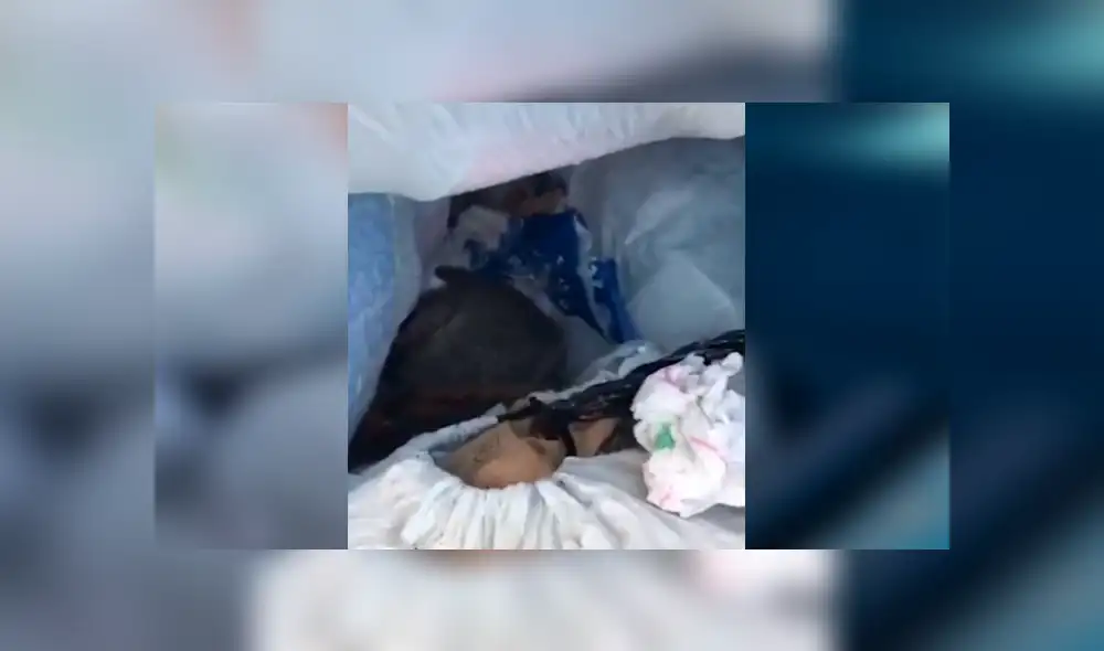 Una insólita grabación muestra a una extraña criatura saliendo despavorida de un bote de basura. Una insólita grabación muestra a una extraña criatura saliendo despavorida de un bote de basura.