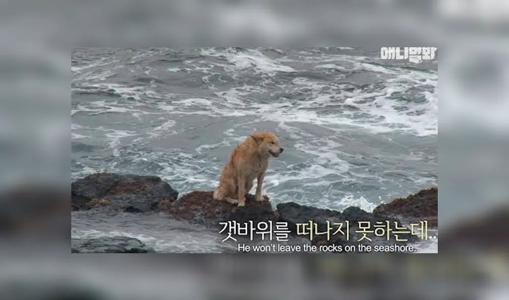 Video es viral en YouTube. La historia de este perro callejero, que ha sido comparado con ‘Hachiko’, conmovió a todos; sin embargo, el final fue distinto. Foto: Captura.