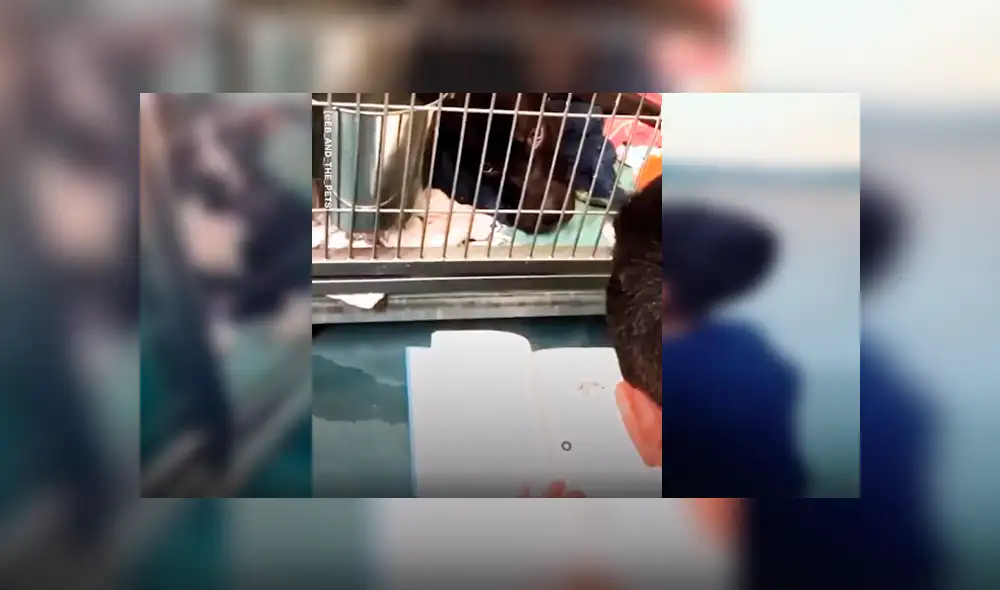 Es viral en Facebook. Tiene solo 10 años y es un ferviente voluntario de un refugio para perros rescatados. Su historia ha conmovido al mundo Es viral en Facebook. Tiene solo 10 años y es un ferviente voluntario de un refugio para perros rescatados. Su historia ha conmovido al mundo