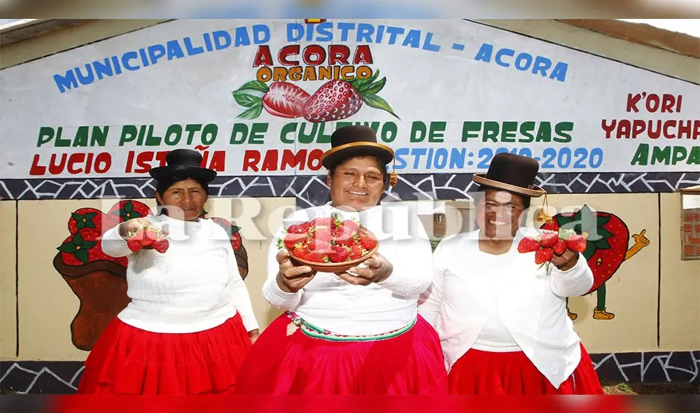 Ejemplo de éxito. Pobladores apostaron por la cosecha de fresas orgánicas, siembra propia de las zonas costeras. Fotos: Juan Carlos Cisneros.