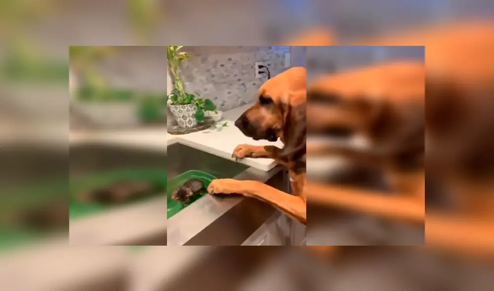En YouTube, un perro se emocionó al conocer su ‘nuevo amigo’ que adoptó su dueño en un albergue. En YouTube, un perro se emocionó al conocer su ‘nuevo amigo’ que adoptó su dueño en un albergue.