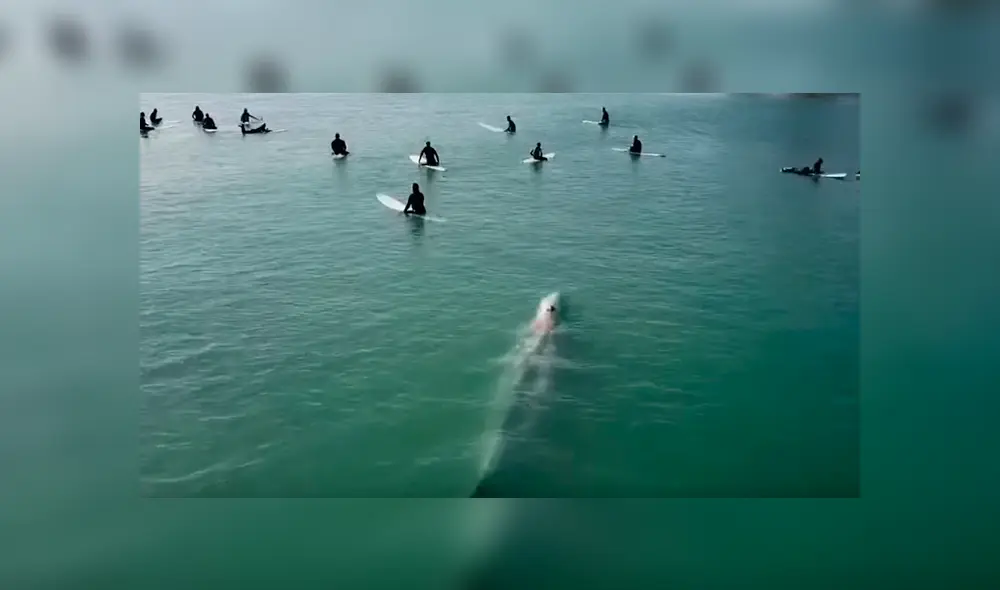 Video es viral en YouTube. Los surfistas no se habían percatado de la presencia del enorme mamífero hasta que lo vieron acercándose peligrosamente hacia ellos Video es viral en YouTube. Los surfistas no se habían percatado de la presencia del enorme mamífero hasta que lo vieron acercándose peligrosamente hacia ellos