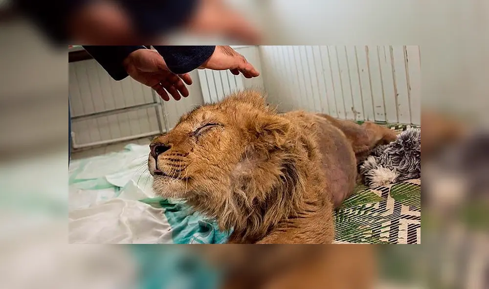 El cachorro de león logró una recuperación milagrosa gracias a un equipo de profesionales. Foto: Dayli Mail