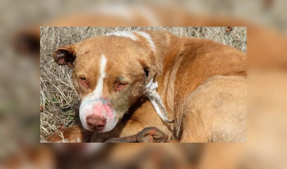 Desliza hacia la izquierda para ver como luce el perro abandonado en Estados Unidos. Imágenes de Facebook.