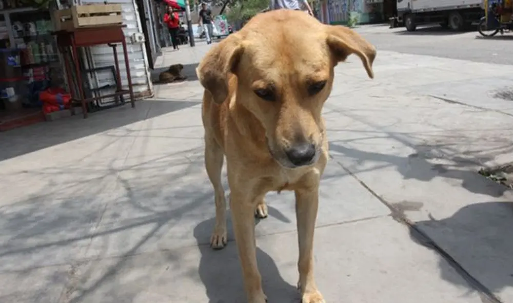 El proyecto será presentado en los próximos días en el Parlamento Nacional. Foto: Referencial. El proyecto será presentado en los próximos días en el Parlamento Nacional. Foto: Referencial.