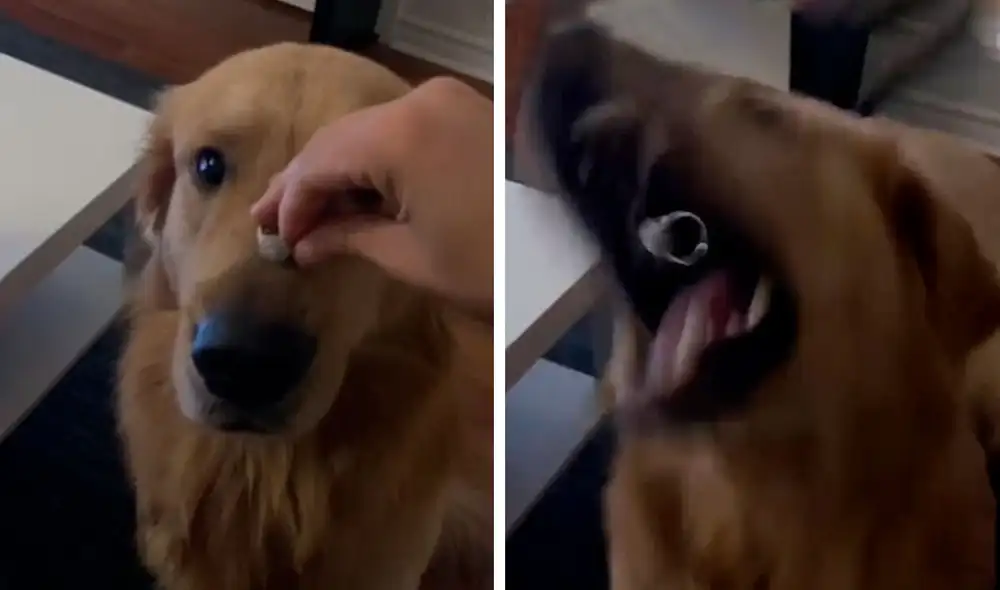 Desliza las imágenes para apreciar la travesura de un perro cuando su dueña le coloca un anillo en su nariz. Foto: Captura de YouTube