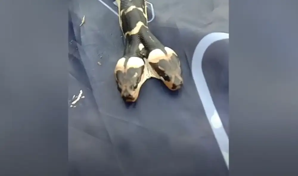 Desliza hacia la izquierda para ver las imágenes del viral de YouTube. Foto: ViralPress. Desliza hacia la izquierda para ver las imágenes del viral de YouTube. Foto: ViralPress.