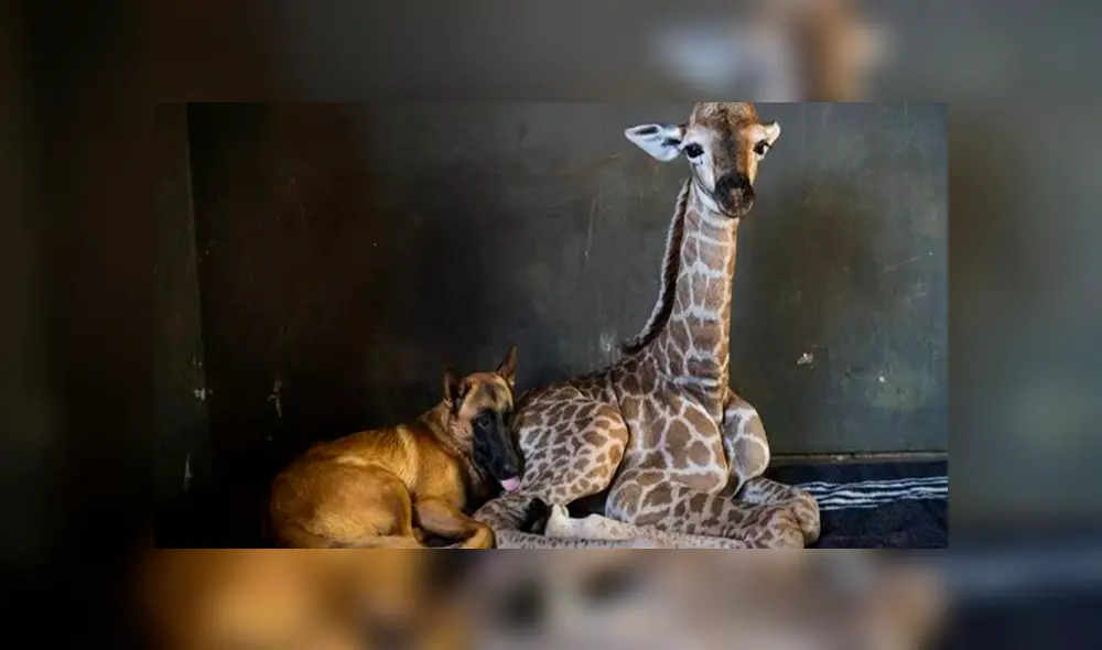 En Facebook, un perro estuvo pendiente de los cuidados de una bebé jirafa que fue abandonada por su madre. En Facebook, un perro estuvo pendiente de los cuidados de una bebé jirafa que fue abandonada por su madre.