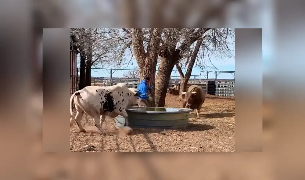 Facebook viral: hombre le da la espalda a furioso toro, sin imaginar la brutal reacción del bovino [VIDEO] 