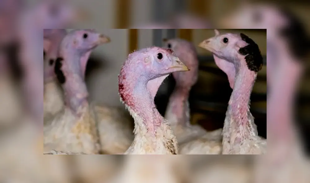 Crueldad Animal: Captan a hombre aplastando el cuello de pavos con un alicate [VIDEO] 