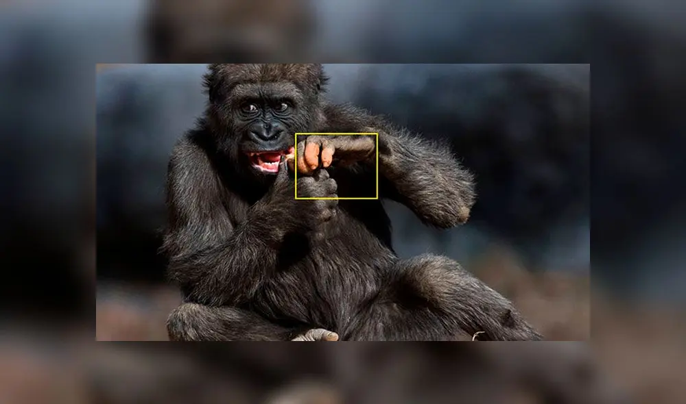 Primer plano de la mano de la gorila Anaka. Foto: Zoo de Atlanta. Primer plano de la mano de la gorila Anaka. Foto: Zoo de Atlanta.