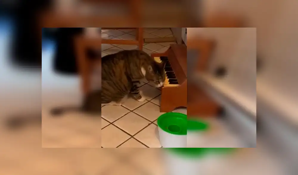 Desliza hacia la izquierda para ver más del video viral. Fotocaptura: Twitter Desliza hacia la izquierda para ver más del video viral. Fotocaptura: Twitter