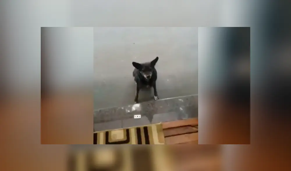 Facebook viral: perro callejero pide comida en restaurante y sorprende con su ‘educación’ al hacerlo Facebook viral: perro callejero pide comida en restaurante y sorprende con su ‘educación’ al hacerlo