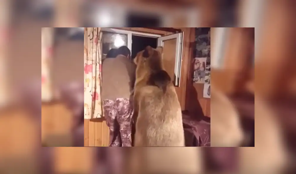Video es viral en YouTube. El hombre estaba distraído mirando por la ventana de su cabaña, cuando el animal se acercó sigilosamente por detrás para hacer algo que ha sorprendido a todos Video es viral en YouTube. El hombre estaba distraído mirando por la ventana de su cabaña, cuando el animal se acercó sigilosamente por detrás para hacer algo que ha sorprendido a todos
