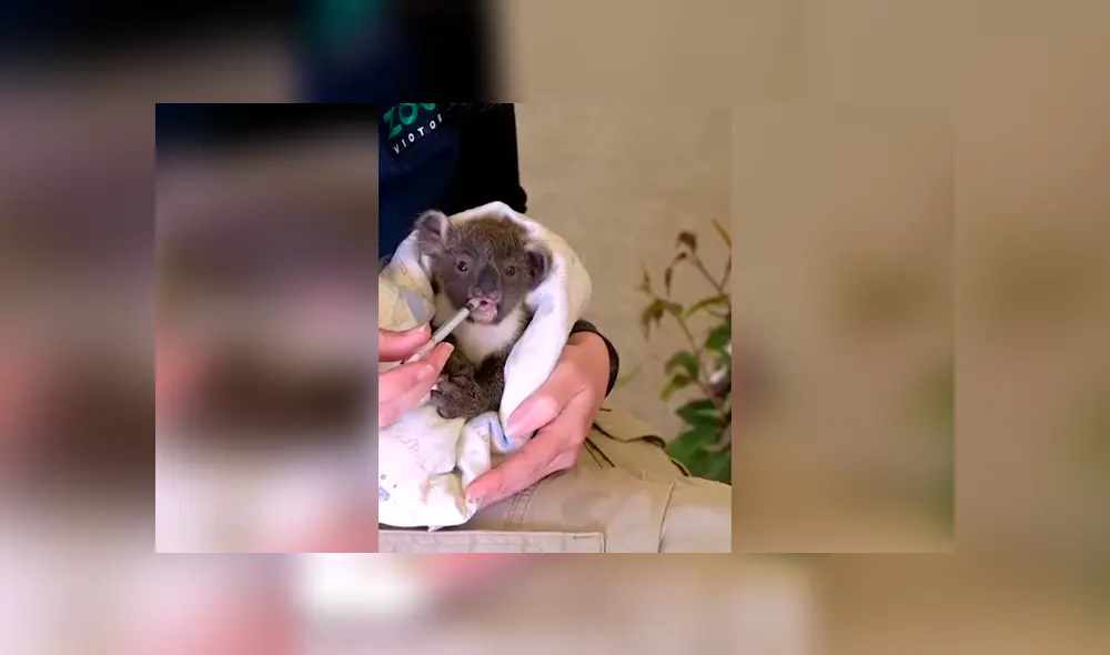 Desliza las imágenes para observar los cuidados que recibió un koala bebé que perdió a su madre. Fotocaptura: Clarín.