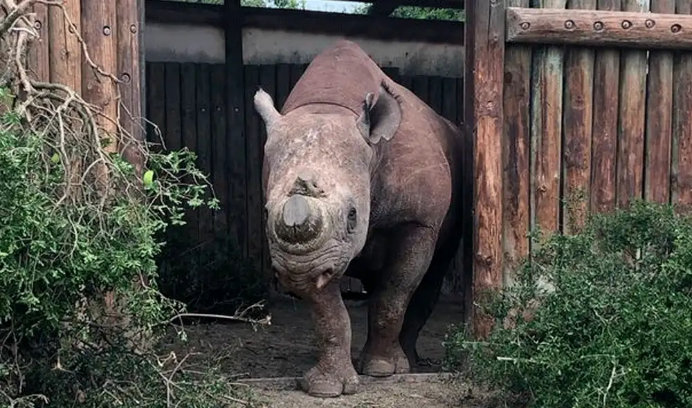 Munu fue mutilado a manos de cazadores y ahora será trasladado a un refugio. Foto: White Lion Foundation. Munu fue mutilado a manos de cazadores y ahora será trasladado a un refugio. Foto: White Lion Foundation.