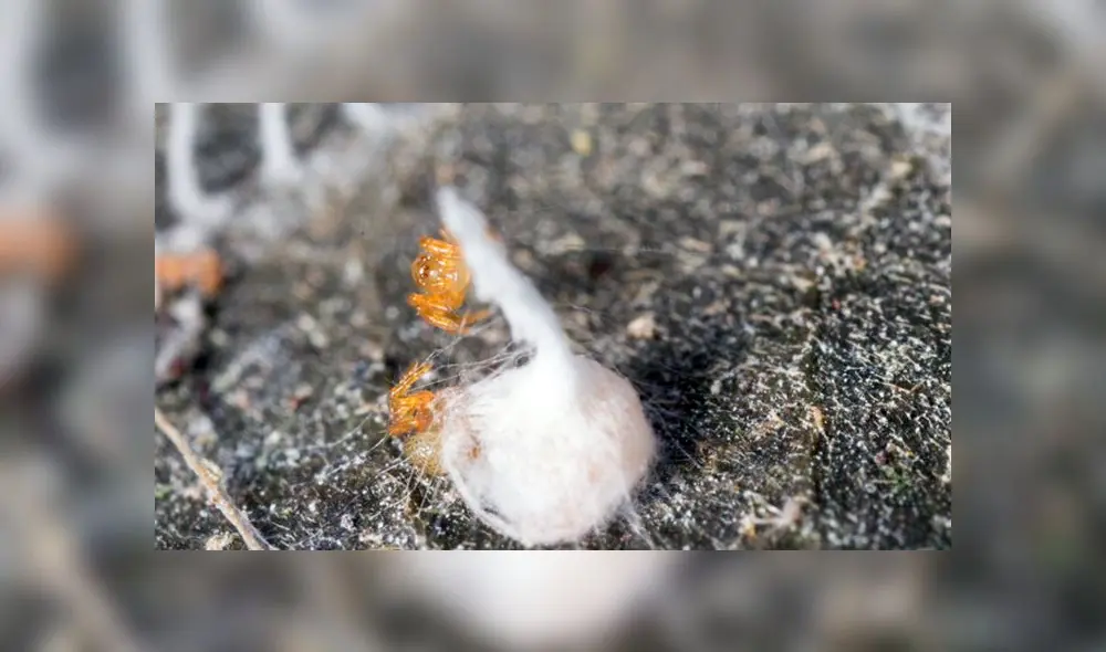 Descubren impresionante creación de arañas de la selva del Perú y sorprenden al mundo [VIDEO]