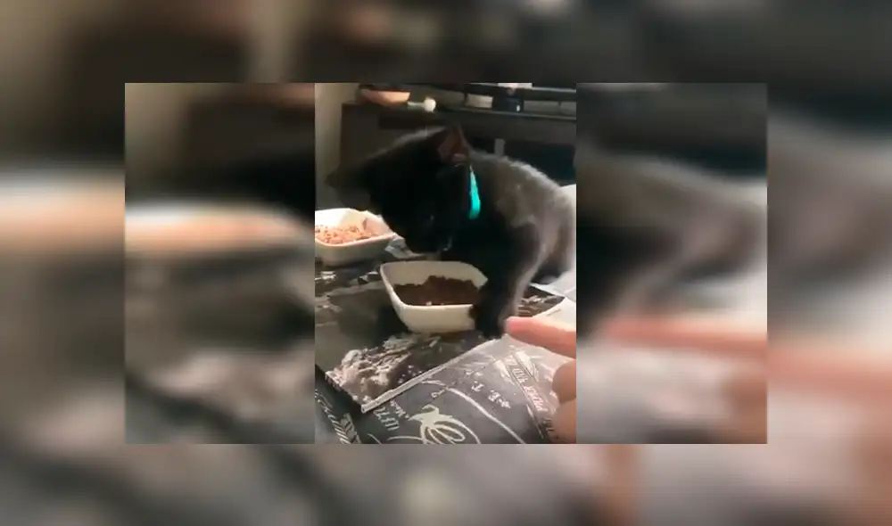 En Facebook, un chico quedó sorprendido con la reacción de su gato cuando este imaginó que le iba arrebatar sus alimentos. En Facebook, un chico quedó sorprendido con la reacción de su gato cuando este imaginó que le iba arrebatar sus alimentos.