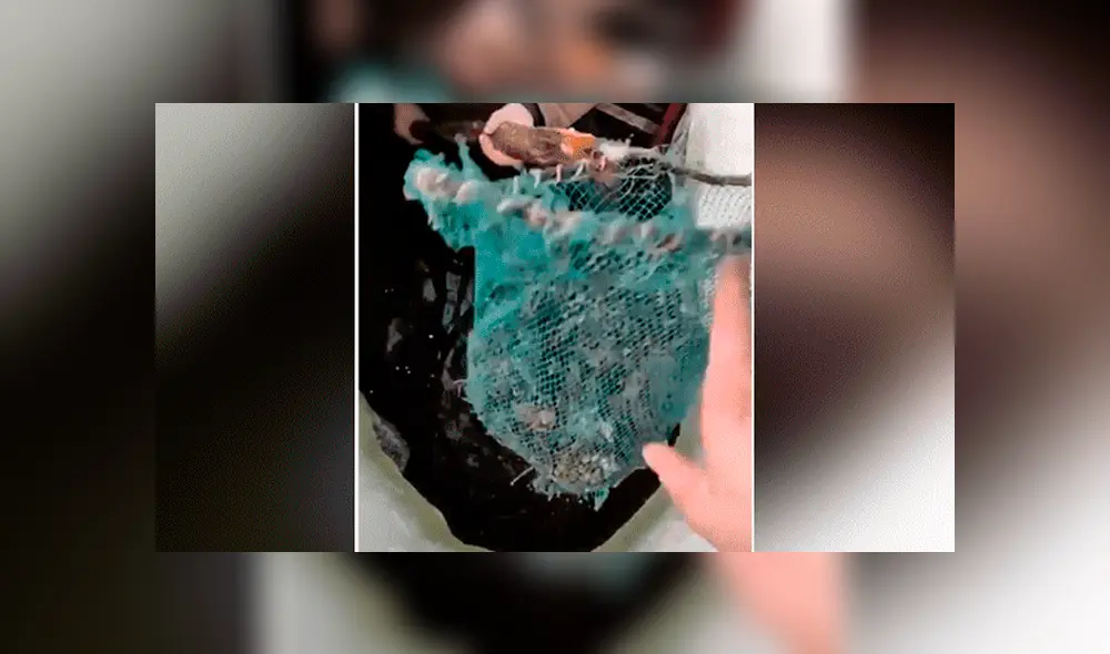 Facebook viral: Niño entra a pozo y descubre 'aterradoras' criaturas que sorprenden a miles [VIDEO]