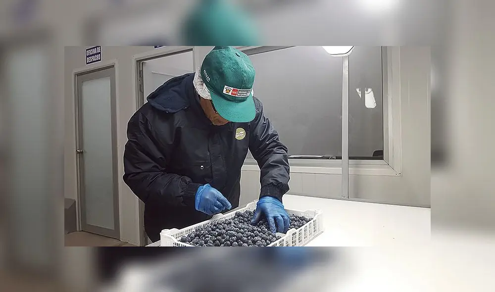 Certificado. Senasa inspeccionó producto para ser enviado. Certificado. Senasa inspeccionó producto para ser enviado.