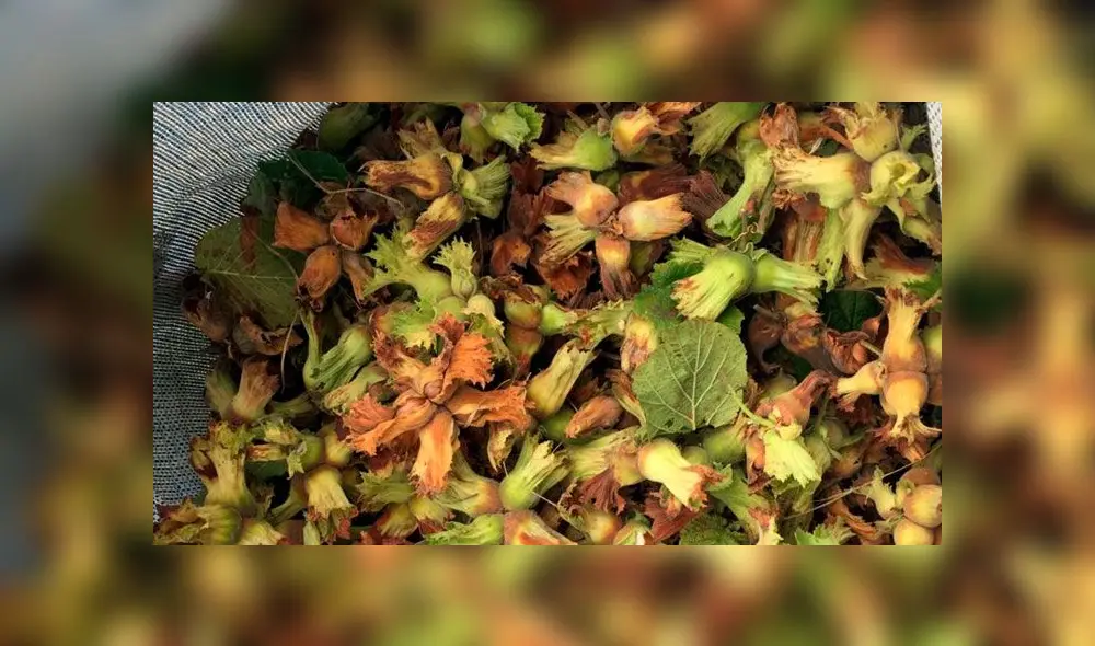 Ferrero Rocher explota a niños para recoger las avellanas de sus chocolates, denuncia grupo de derechos humanos. Foto: BBC