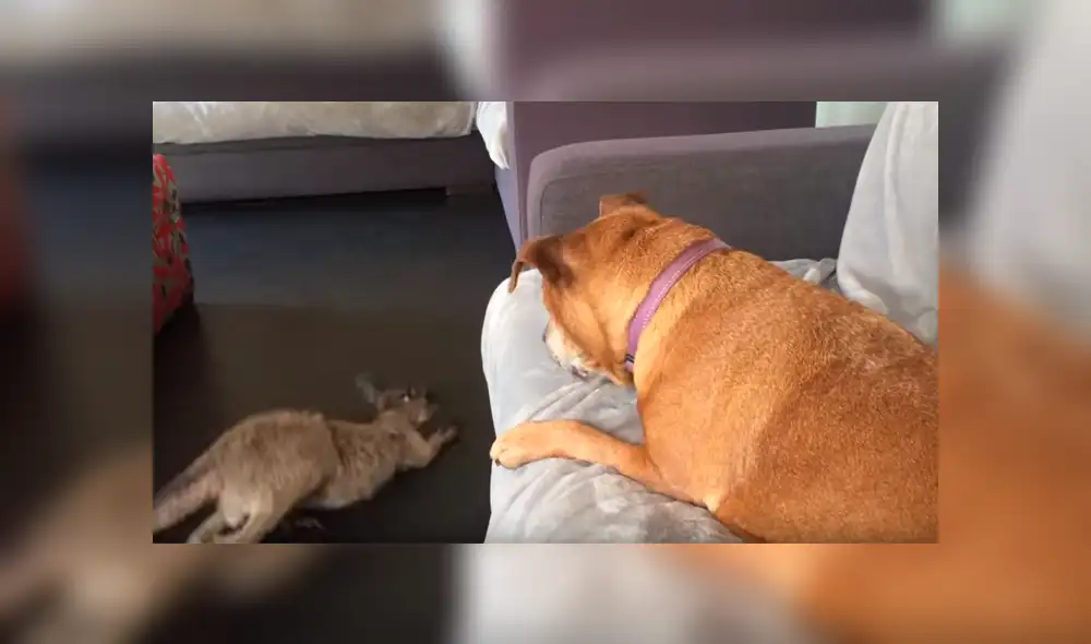 Facebook viral: Canguro bebé pelea con perro ‘dormilón’ por su cama y desenlace enternece a miles [VIDEO] 