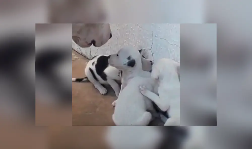 Desliza las imágenes para conocer el comportamiento de unos pequeños perros tras enfadar a su padre. Foto: Captura. Desliza las imágenes para conocer el comportamiento de unos pequeños perros tras enfadar a su padre. Foto: Captura.