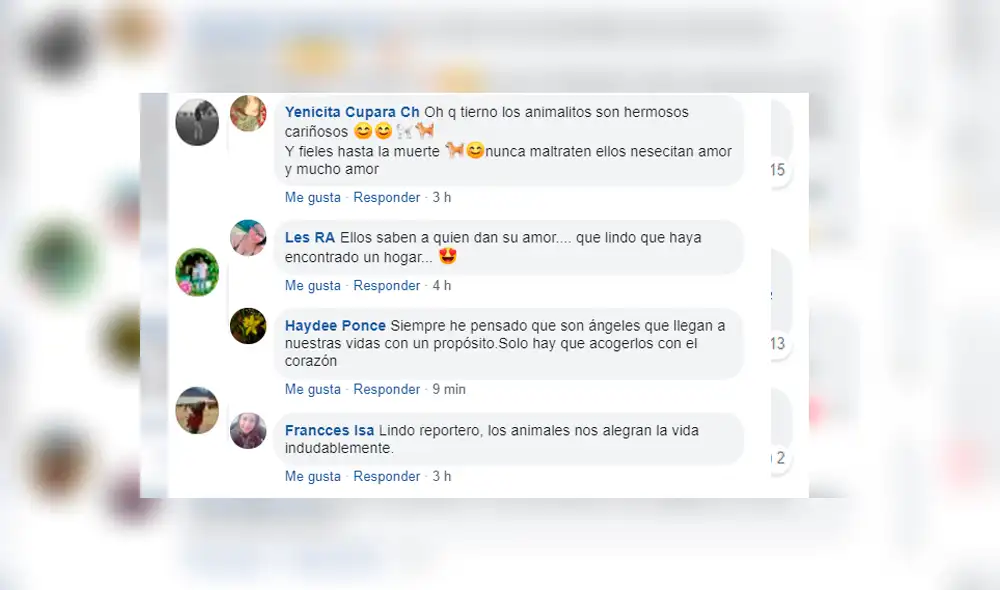 Vía Facebook: fue a albergue a hacer reportaje sobre perros y terminó adoptando a uno [VIDEO] 