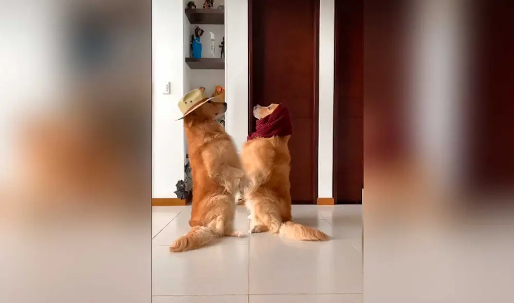 Desliza las imágenes para ver el divertido sketch que protagonizó este perro al ritmo del ‘Me miró y la miré ‘ challenge. Foto: Captura de Tiktok/ goldendogthor Desliza las imágenes para ver el divertido sketch que protagonizó este perro al ritmo del ‘Me miró y la miré ‘ challenge. Foto: Captura de Tiktok/ goldendogthor