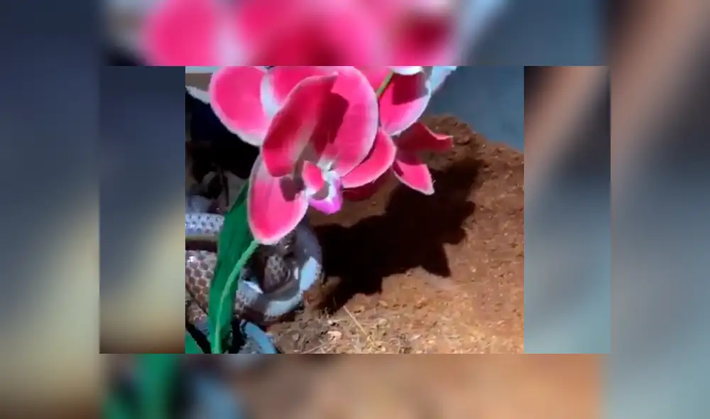 Graban el momento exacto en que dos serpientes tienen brutal enfrentamiento. Graban el momento exacto en que dos serpientes tienen brutal enfrentamiento.